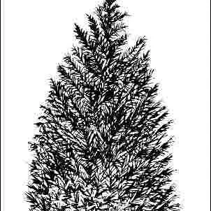 thumbnail for publication: x Hesperotropsis leylandii 'Haggerston Gray': 'Haggerston Gray' Leyland Cypress
